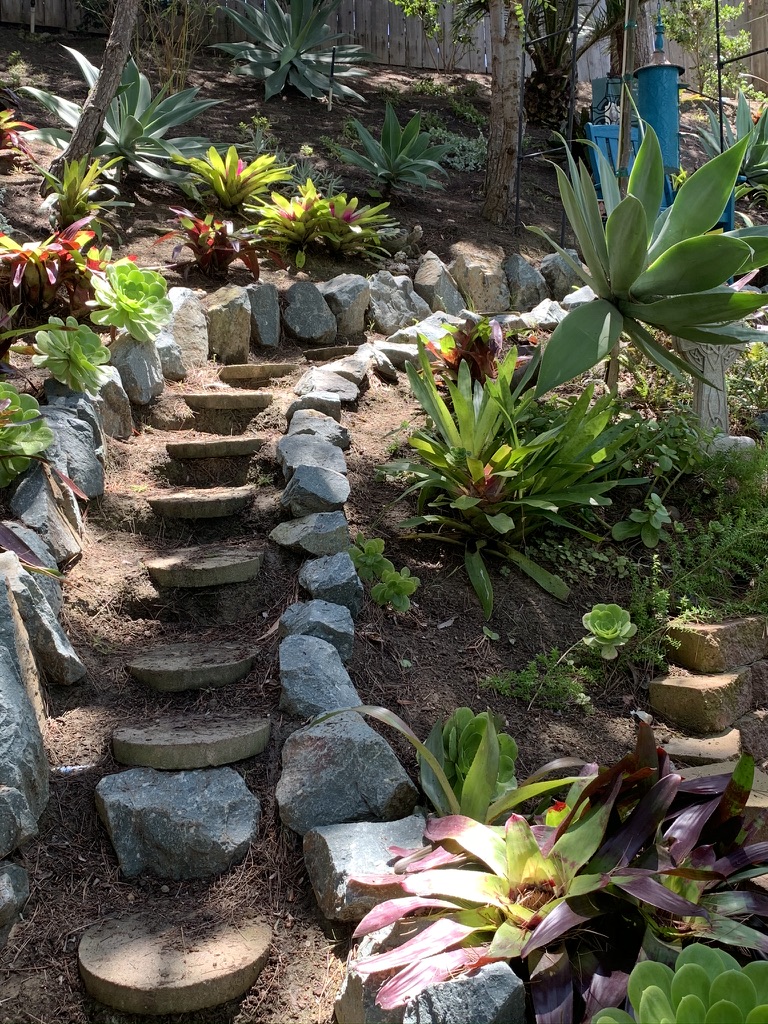 Stone steps climbing a sunlit garden hillside planted with succulents